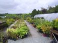 Potted Plants & Climbers