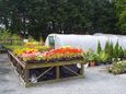 Potted Flowers and Shrubs