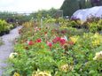 Potted & Standard Roses